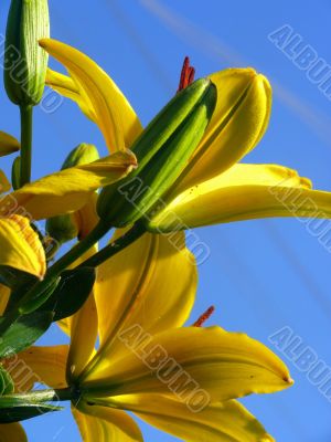 Yellow iris. Spring.