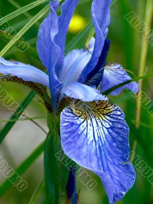 Dark blue iris. Summer.