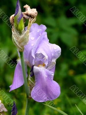 Dark blue iris. Summer.