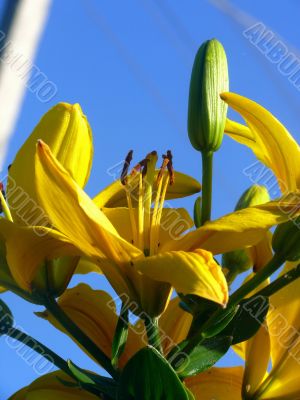 Yellow iris. Spring.