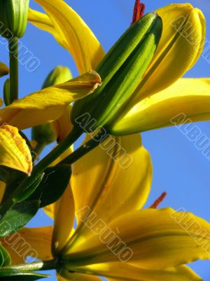 Yellow iris. Spring.