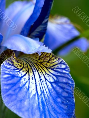 Dark blue iris. Summer.