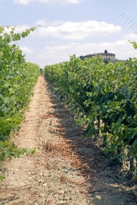 Tuscany - Chianti vineyards