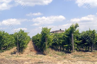 Tuscany - Chianti vineyards
