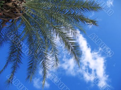 Palm branch