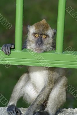 Monkey behind bars