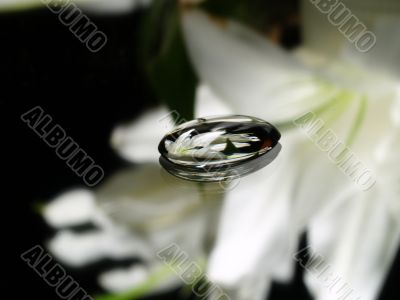  the reflection of the flower