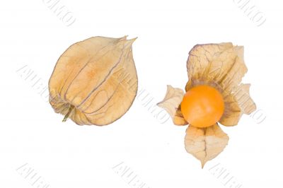 physalis