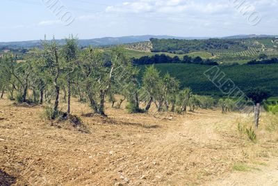 Chianti (Tuscany) - Vineyards  and olive trees at a summer after