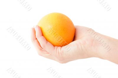 Want An Orange
