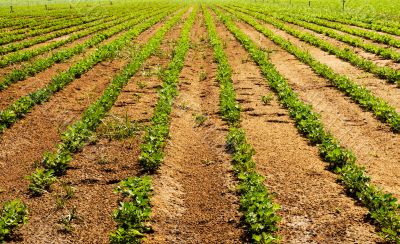 Vegetable farm