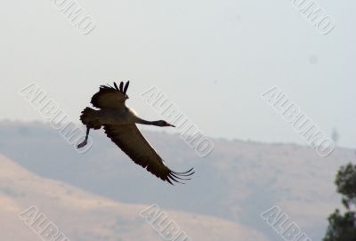 Migrating birds over nature lake at spring and autumn