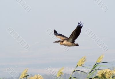 Migrating birds over nature lake at spring and autumn