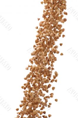 buckwheat