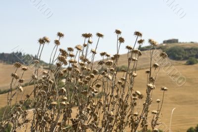 Dry flowers in Tuscany at summer