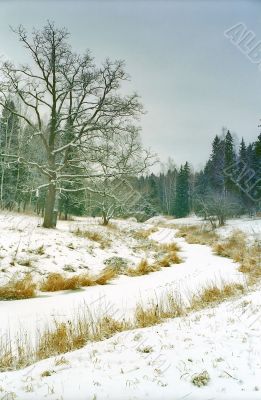 Old oak near ice covered river