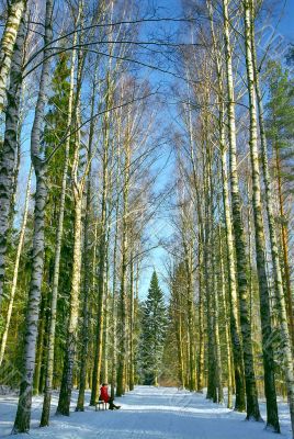 Winter birch alley