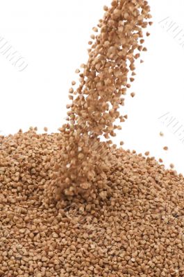 buckwheat closeup on white
