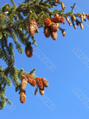 Cones