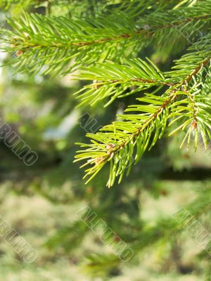 Fir tree