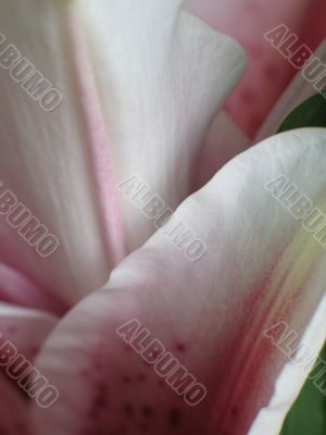 pink flower extreme close up