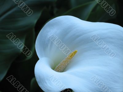 white lily close up