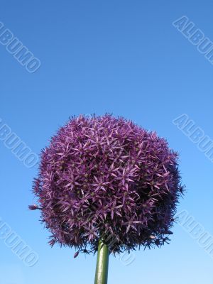purple round flower in the sky