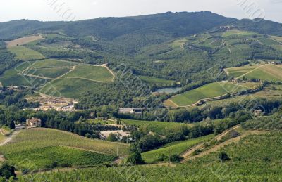 Chianti landscape near Radda, with vineyards and olive trees