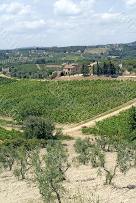 Chianti (Tuscany) - Vineyards  and olive trees at a summer after