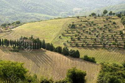 Chianti landscape near Radda, with cypresses and olive trees
