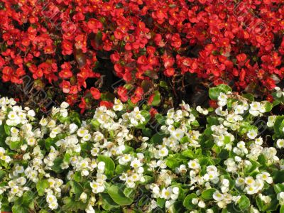 Decorative white and red flowers