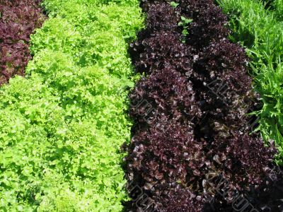 different organic lettuces in a garden