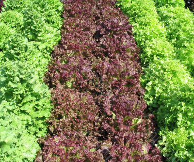 different organic lettuces in a garden