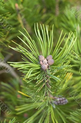 pine close-up