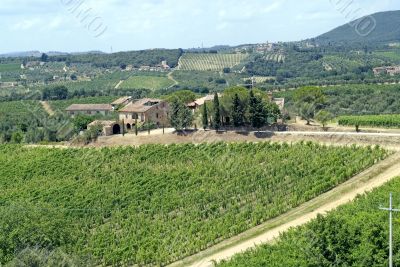 Chianti (Tuscany) - Vineyards  and olive trees at a summer after