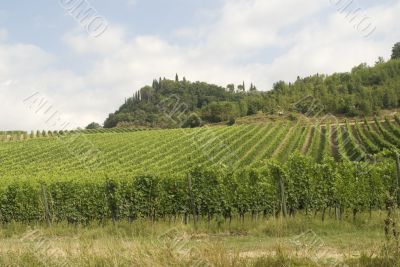 Vineyards near San Gimignano, in Tuscany