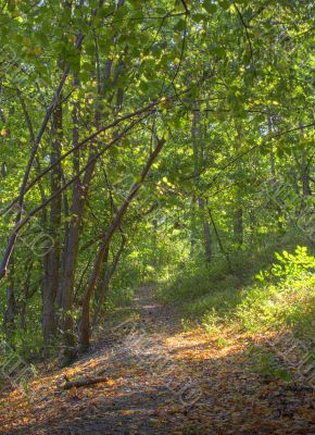 Early autumn forest