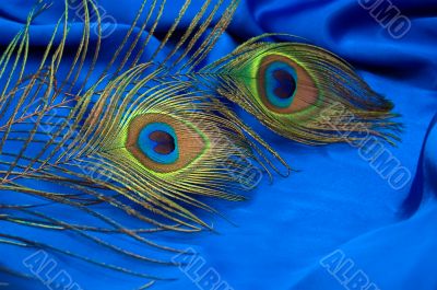 Peacock feather