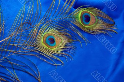 Peacock feathers