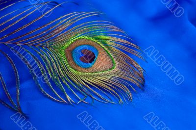 Peacock feather