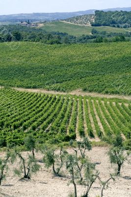 Chianti (Tuscany) - Vineyards  and olive trees at a summer after