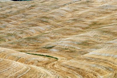 Crete senesi, characteristic landscape in Val d`Orcia
