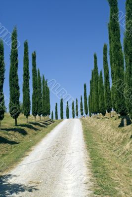 White road with cypresses in Tuscany