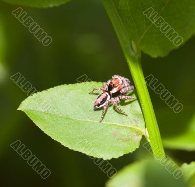 Small spider