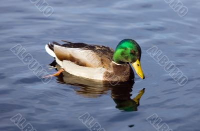 duck in blue water