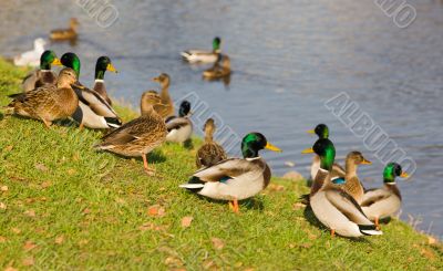 Ducks