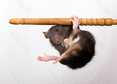 Difficult acrobatic feat