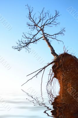 dry tree on rock