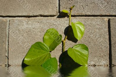 ivy sprout on brick