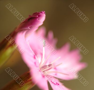 dianthus flower